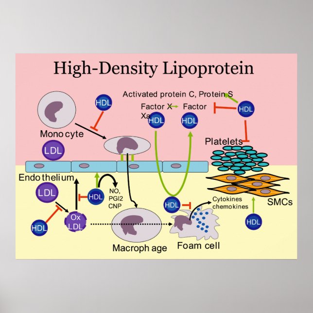 High-Density Lipoprotein HDL Diagram Poster (Front)