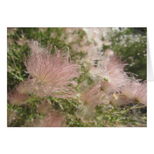 High Desert Wildflowers Card (Front Horizontal)