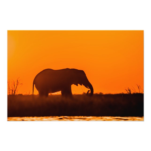 High Quality Photo Print of Elephant at Sunset (Front)
