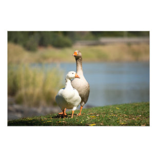 High Quality Photo Print of Geese by river