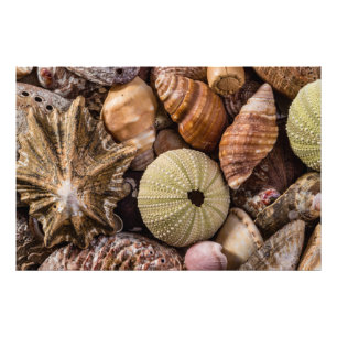 High Quality Photo Print of Mixed Sea Shells