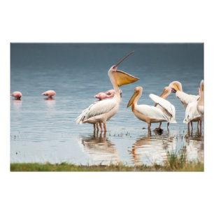 High Quality Photo Print of Pelicans, Lake Nakuru