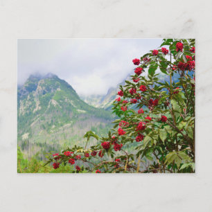 High Tatras Slovakia Postcard