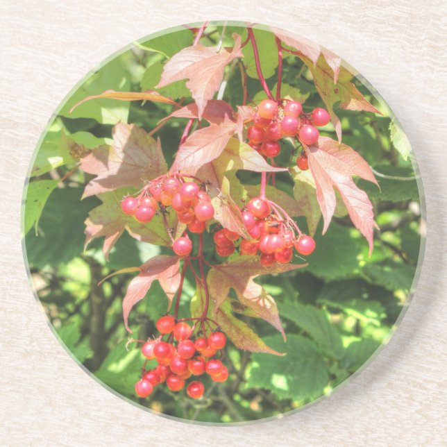 Highbush Cranberries Coaster (Front)