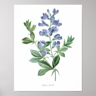 HIGHEST QUALITY Botanical print of Baptisia
