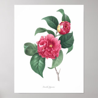 HIGHEST QUALITY Botanical print of Camellia