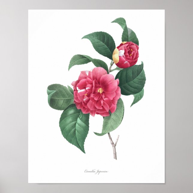 HIGHEST QUALITY Botanical print of Camellia (Front)
