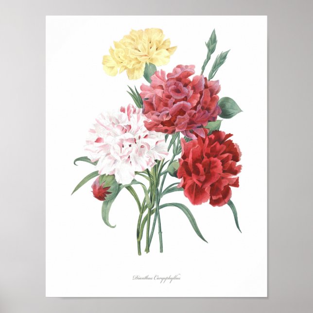 HIGHEST QUALITY Botanical print of Carnation (Front)