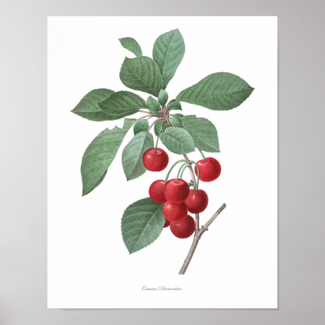 HIGHEST QUALITY Botanical print of Cherries (Front)