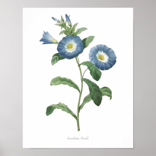 HIGHEST QUALITY Botanical print of Convolvulus (Front)