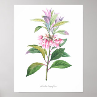 HIGHEST QUALITY Botanical print of Enkianthus