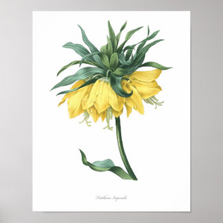 HIGHEST QUALITY Botanical print of Fritillary
