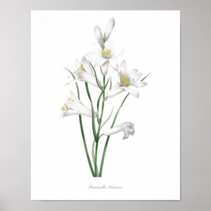 HIGHEST QUALITY Botanical print of Hemerocallis