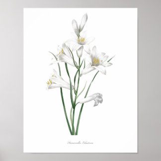 HIGHEST QUALITY Botanical print of Hemerocallis