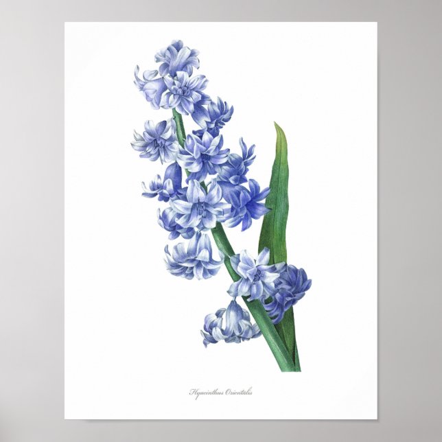 HIGHEST QUALITY Botanical print of Hyacinth (Front)
