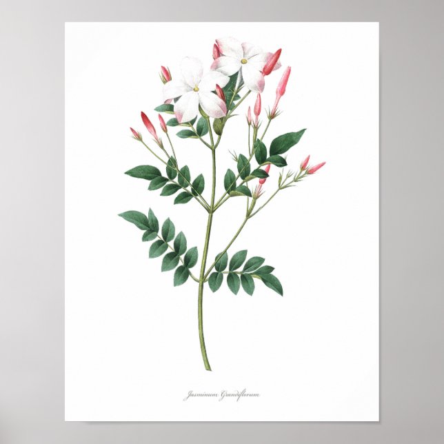 HIGHEST QUALITY Botanical print of Jasmine (Front)