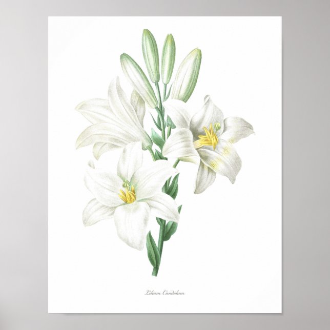 HIGHEST QUALITY Botanical print of Madonna Lily (Front)