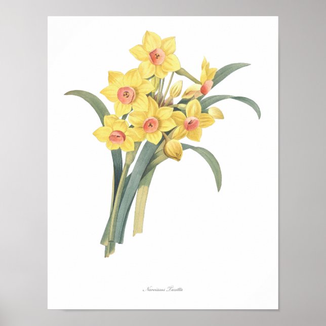 HIGHEST QUALITY Botanical print of Narcissus (Front)