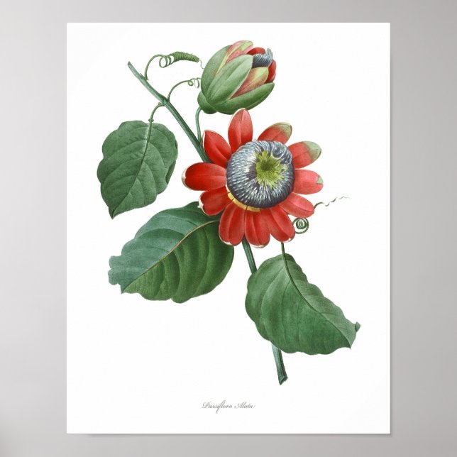 HIGHEST QUALITY Botanical print of Passiflora (Front)