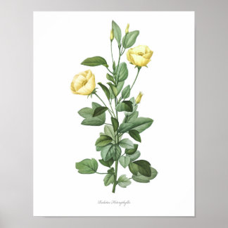 HIGHEST QUALITY Botanical print of Redutea Rose
