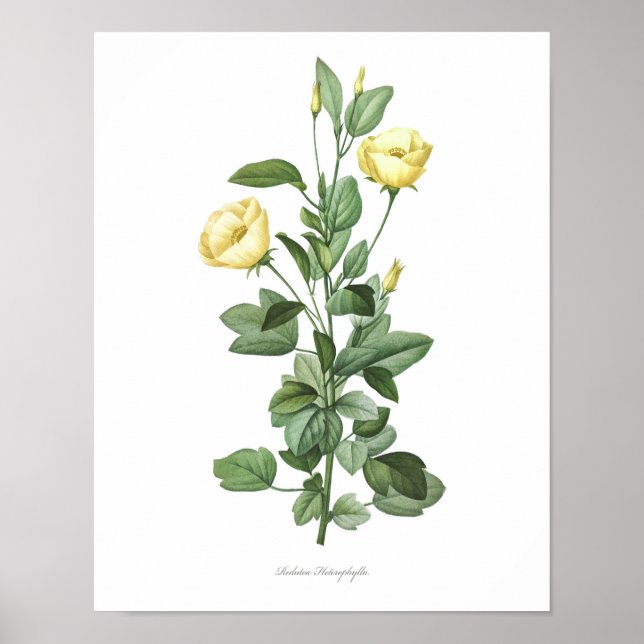 HIGHEST QUALITY Botanical print of Redutea Rose (Front)