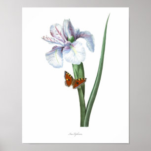 HIGHEST QUALITY Botanical print of Spanish Iris