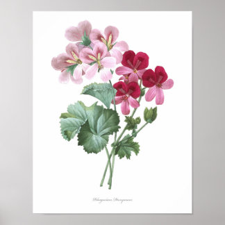 HIGHEST QUALITY Botanical print of Storksbills