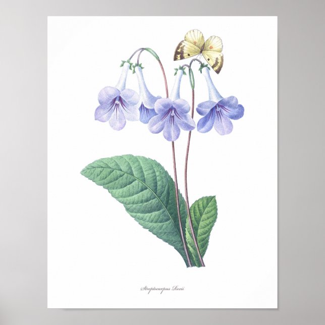 HIGHEST QUALITY Botanical print of Streptocarpus (Front)