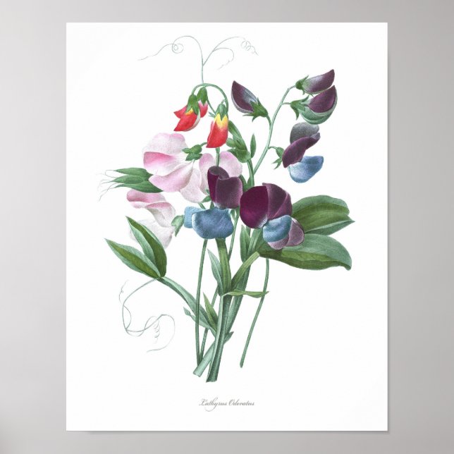 HIGHEST QUALITY Botanical print of Sweet Pea (Front)