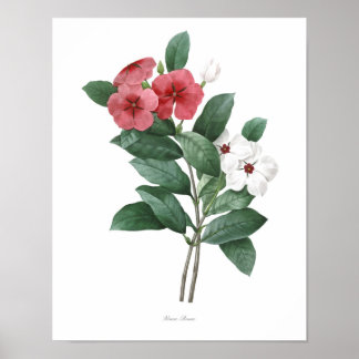 HIGHEST QUALITY Botanical print of Teresita