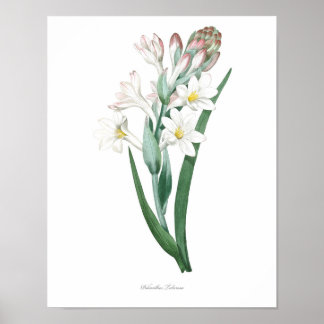 HIGHEST QUALITY Botanical print of Tuberose