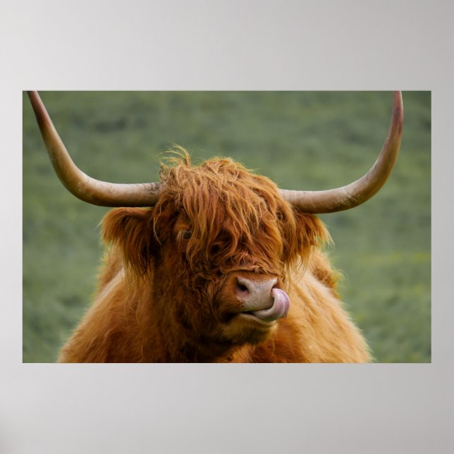 Highland beef cow licking it's nose poster (Front)