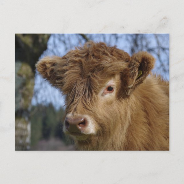 Highland Calf Postcard (Front)