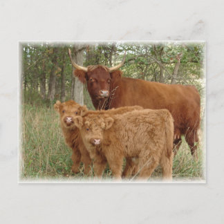 Highland calves postcard