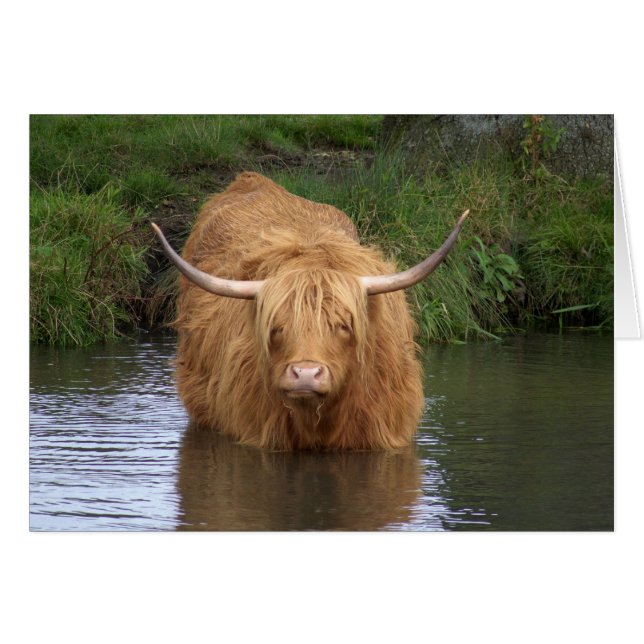 Highland Cattle (Front Horizontal)