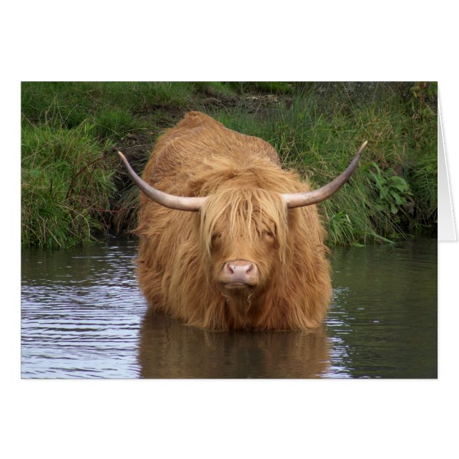 Highland Cattle (Front Horizontal)