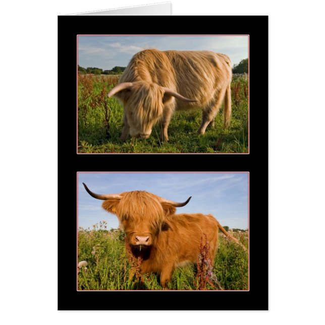 Highland Cattle (Front)