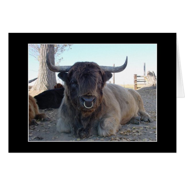 Highland Cattle (Front Horizontal)