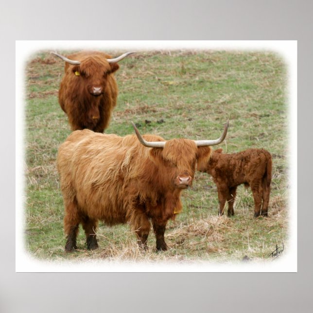 Highland Cattle 9Y316D-017 Poster (Front)