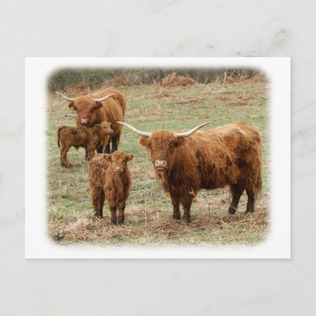 Highland Cattle 9Y316D-055 Postcard (Front)