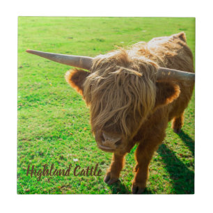 Highland cattle bovine for animal and farm lover ceramic tile
