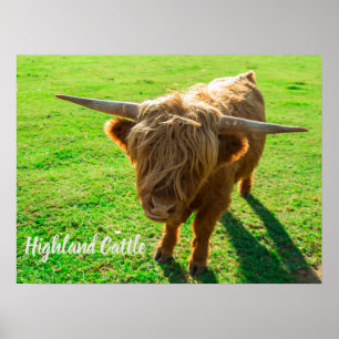 Highland cattle bovine for animal and farm lover poster
