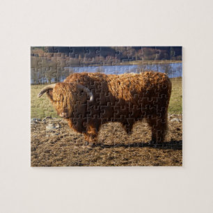 Highland Cattle Bull, Scotland Jigsaw Puzzle