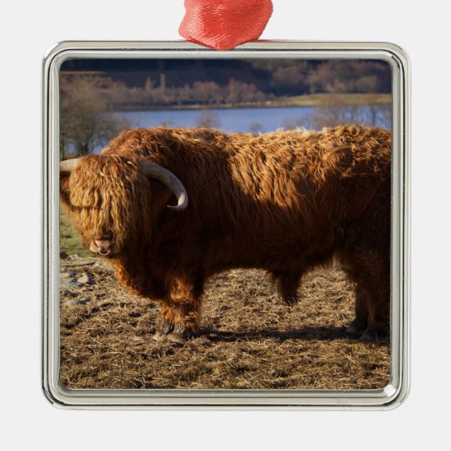 Highland Cattle Bull, Scotland Metal Ornament (Front)