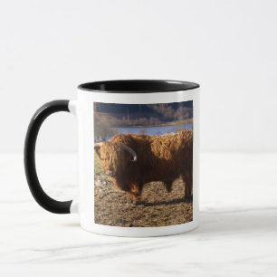 Highland Cattle Bull, Scotland Mug