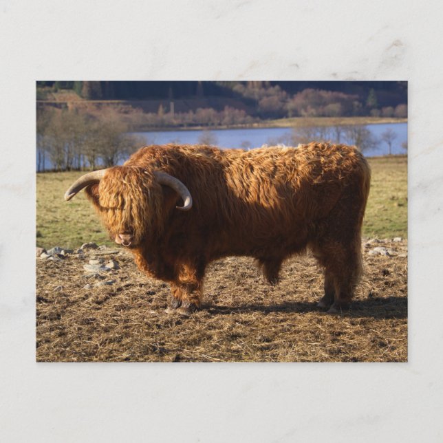 Highland Cattle Bull, Scotland Postcard (Front)