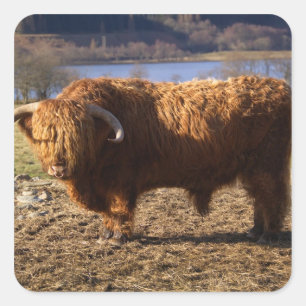 Highland Cattle Bull, Scotland Square Sticker