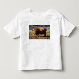 Highland Cattle Bull, Scotland Toddler T-Shirt