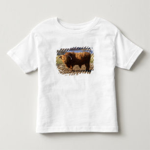 Highland Cattle Bull, Scotland Toddler T-Shirt