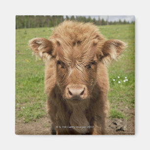 Highland Cattle calf, near Dufftown, Magnet